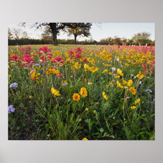 Roodzijdige wilde bloemen in Texas, lente Poster (Voorkant)
