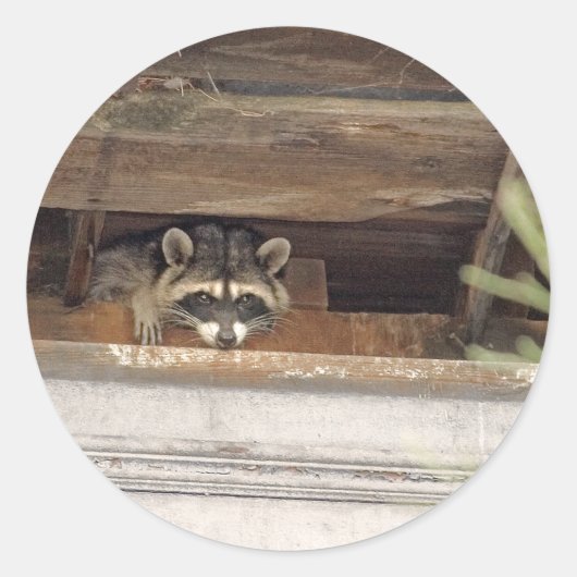 Roofie Raccoon Sticker (Voorkant)