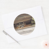Roofie Raccoon Sticker (Envelop)