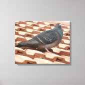 Rooftop Pigeon Canvas Afdrukken (Voorkant)