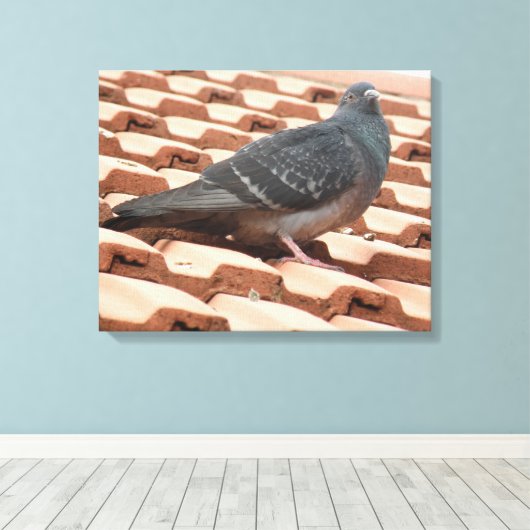 Rooftop Pigeon Canvas Afdrukken (Insitu (Houten vloer))