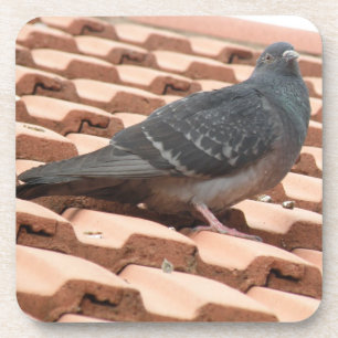 Rooftop Pigeon Cork Onderzetter