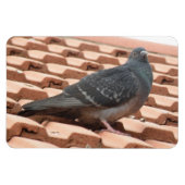Rooftop Pigeon Premium Magnet Magneet (Horizontaal)