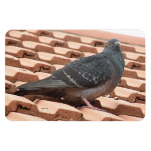 Rooftop Pigeon Premium Magnet Magneet