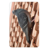 Rooftop Pigeon Premium Magnet Magneet (Verticaal)