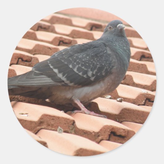 Rooftop Pigeon Sticker (Voorkant)