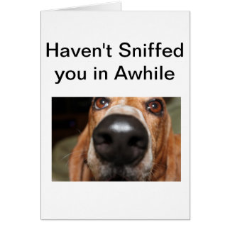 Roofus Sniffs