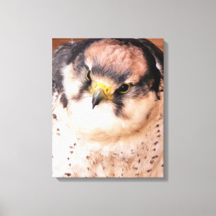 ROOFVOGEL FALCON CANVAS AFDRUK