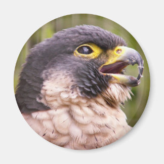 roofvogel magneet