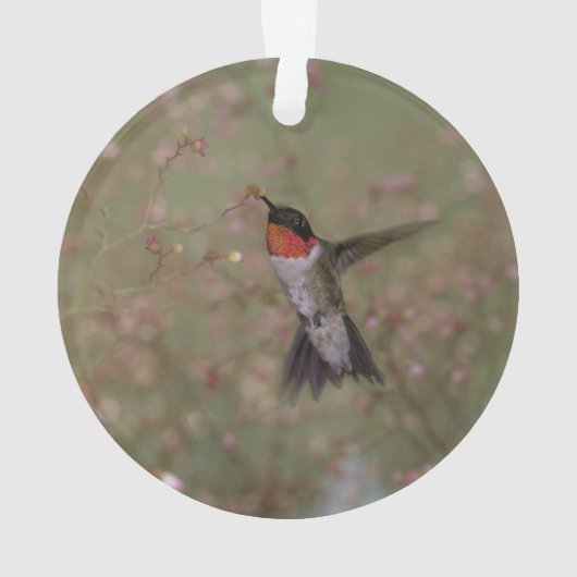 roofvogel ornament (achterkant)