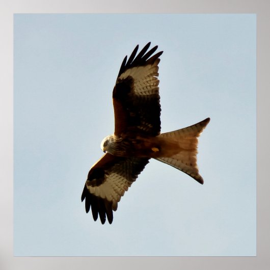 roofvogel poster (Voorkant)
