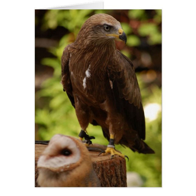 roofvogels (Voorkant)