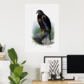 roofvogels ~ moeras Harrier Poster (Thuiskantoor)