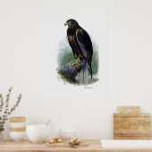 roofvogels ~ moeras Harrier Poster (Keuken)