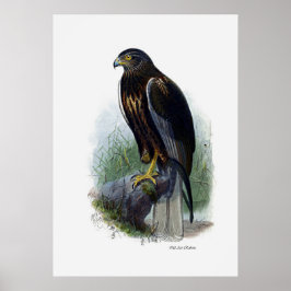 roofvogels ~ moeras Harrier Poster