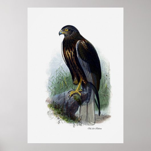 roofvogels ~ moeras Harrier Poster (Voorkant)