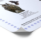 roofvogels - Noord-Amerika Poster (Hoek)