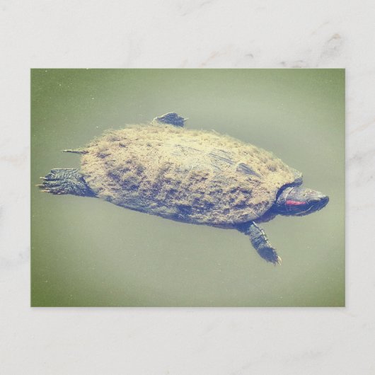 Rooioor-schuifschildpad feestdagenkaart (Voorkant)