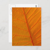 Rookbomen Briefkaart (Voorkant / Achterkant)