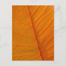 Rookbomen Briefkaart