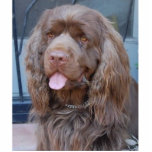 ROOKSPANIEL FOTOBEELDJE ORNAMENT<br><div class="desc">Deze charmante Sussex Spanjaard zou graag met je meedoen voor de Feestdagen.</div>