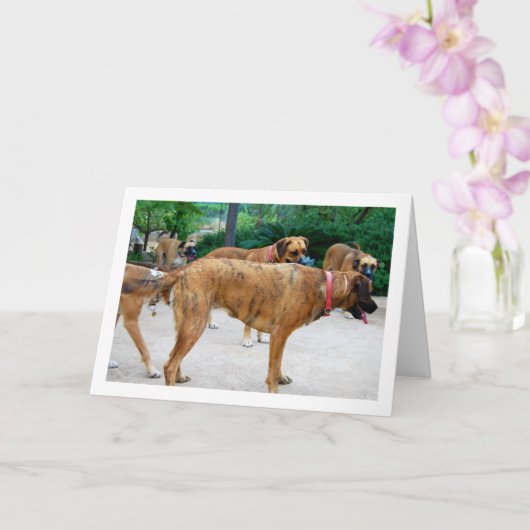 Rool Honden Kaart (Orchidee)