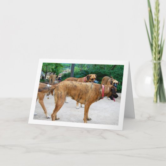 Rool Honden Kaart (Voorkant)