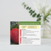 Roomkazen Aardbei Pie Recipe Briefkaart (Staand voorkant)