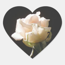 Roomkleurig roos op de donkere achtergrond