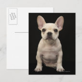 Roomkleurige Franse bulghpuppy Briefkaart (Voorkant / Achterkant)
