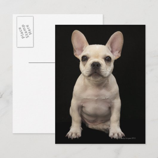 Roomkleurige Franse bulghpuppy Briefkaart (Voorkant / Achterkant)