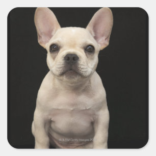 Roomkleurige Franse bulghpuppy Vierkante Sticker
