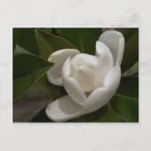Roomwitte magnoliebloem briefkaart (Voorkant)