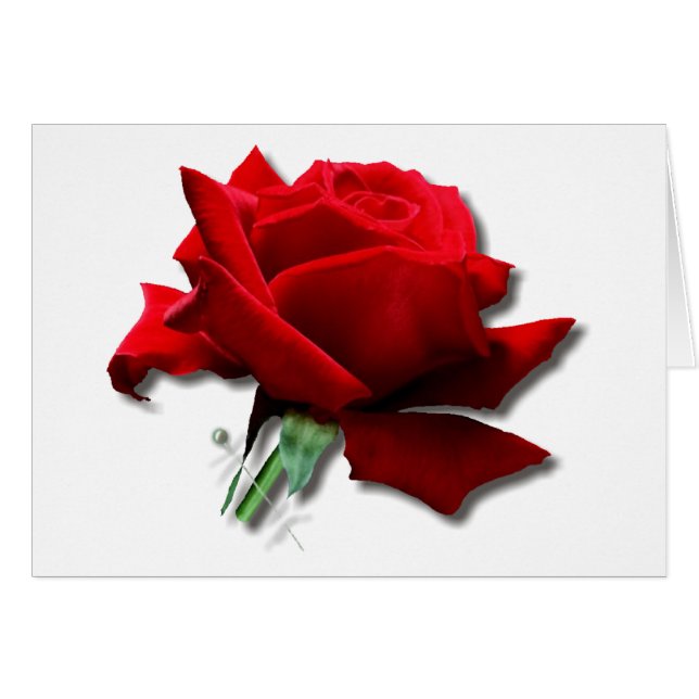 Roos (Voorkant Horizontaal)