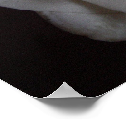 Roos 15 poster (Hoek)