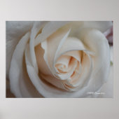 Roos 16 poster (Voorkant)