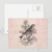  Roos 1800 Linnet Song Bird Finch Birds Briefkaart (Voorkant / Achterkant)