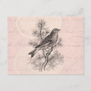 Roos 1800 Linnet Song Bird Finch Birds Briefkaart