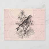 Roos 1800 Linnet Song Bird Finch Birds Briefkaart (Voorkant)