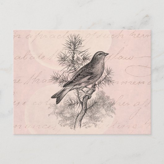  Roos 1800 Linnet Song Bird Finch Birds Briefkaart (Voorkant)