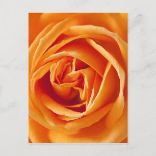 roos-186452 roos rosacae, flower, zomer, sinaasapp briefkaart