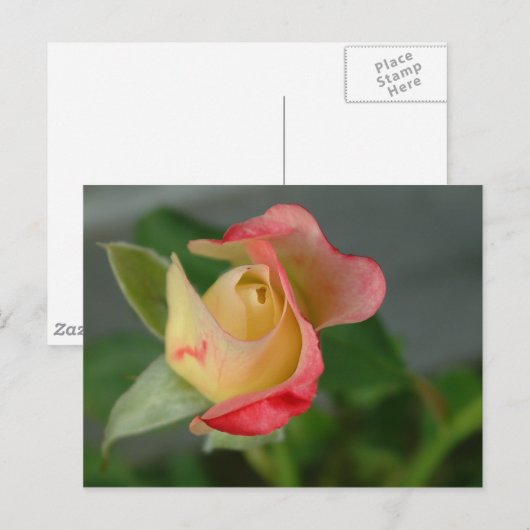 roos (2) briefkaart (Voorkant / Achterkant)