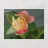 roos (2) briefkaart (Voorkant)