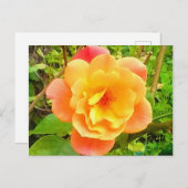 Roos Abrikozen Briefkaart (Voorkant / Achterkant)