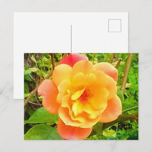 Roos Abrikozen Briefkaart (Voorkant / Achterkant)