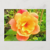 Roos Abrikozen Briefkaart (Voorkant)