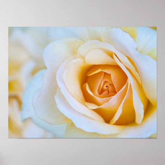Roos afdrukken, waarde Poster papier (mat) (Voorkant)