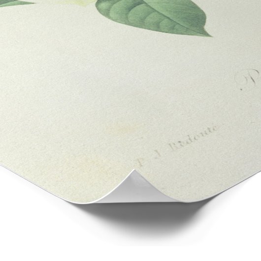 Roos, anemon en Clematide Poster (Hoek)