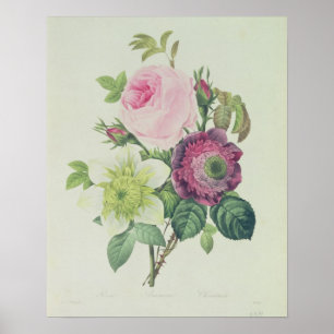 Roos, anemon en Clematide Poster