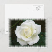 Roos Betekenis Briefkaart (Voorkant / Achterkant)